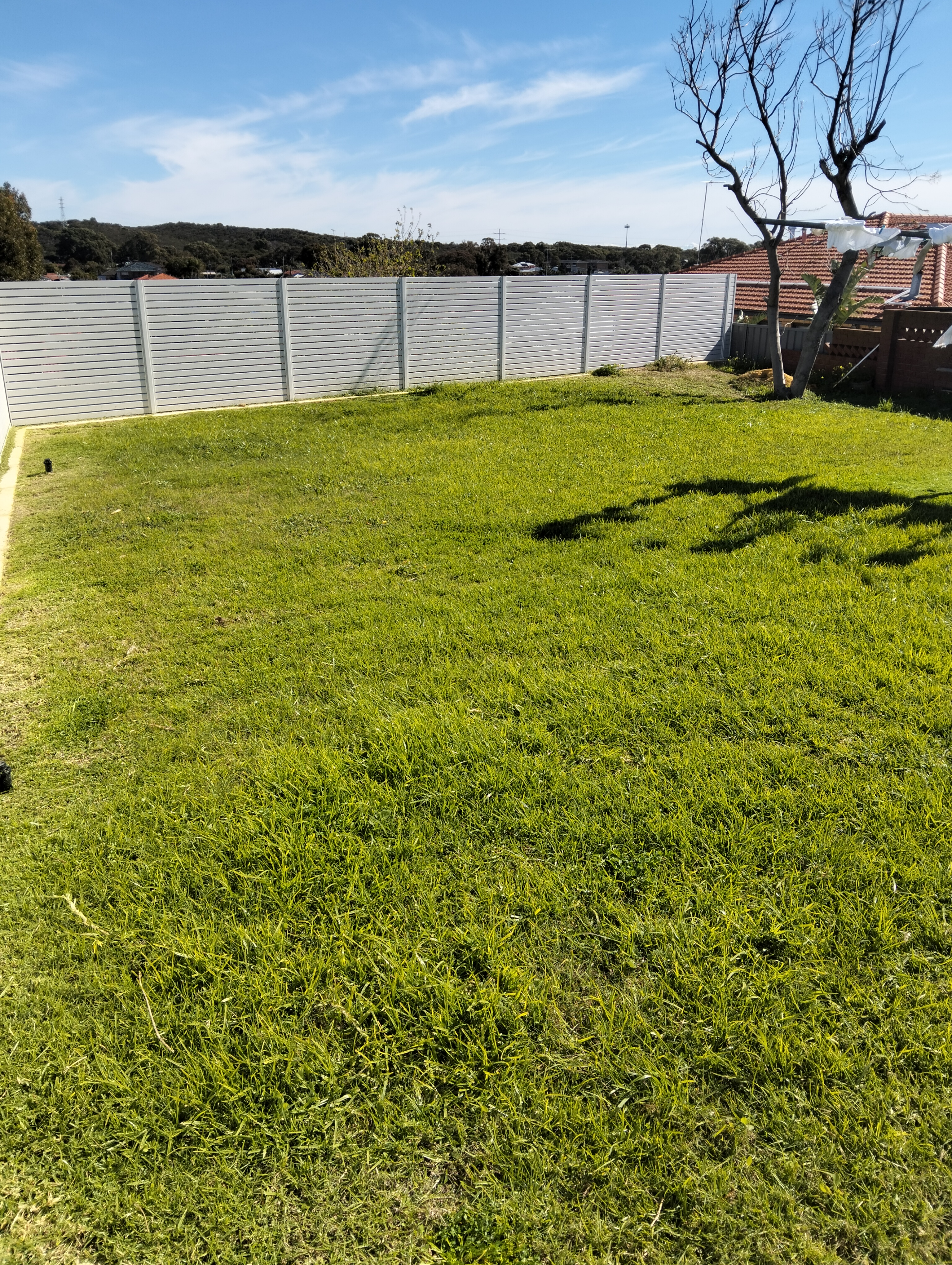 Before lawn mowing photo in Hamilton Hill