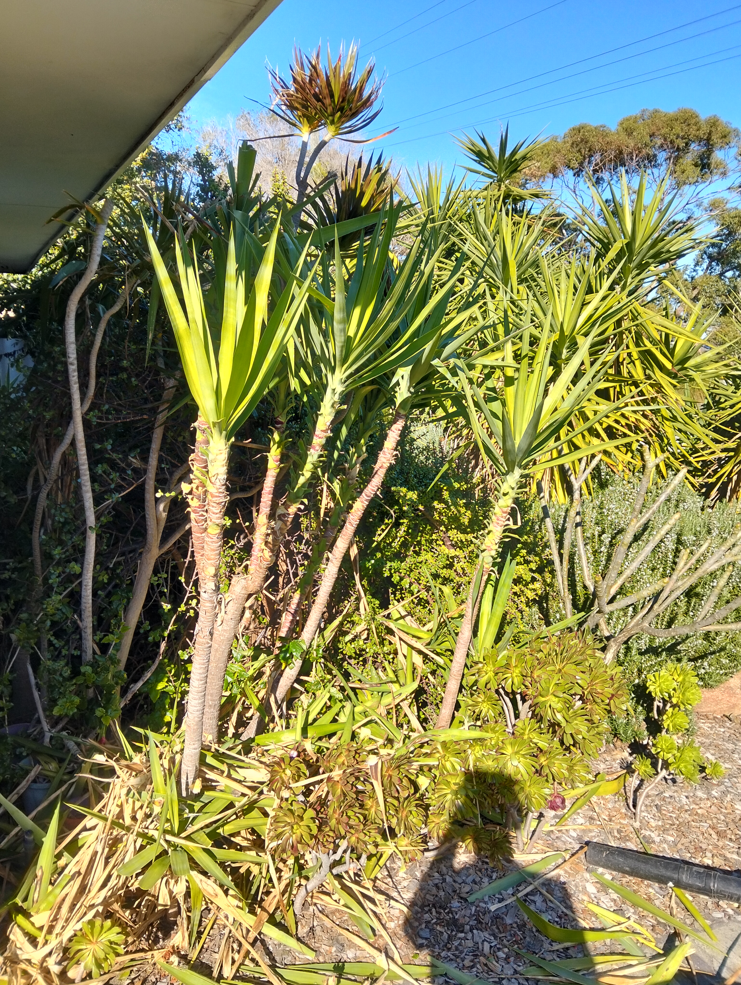 After garden maintenance photo in Hamilton Hill