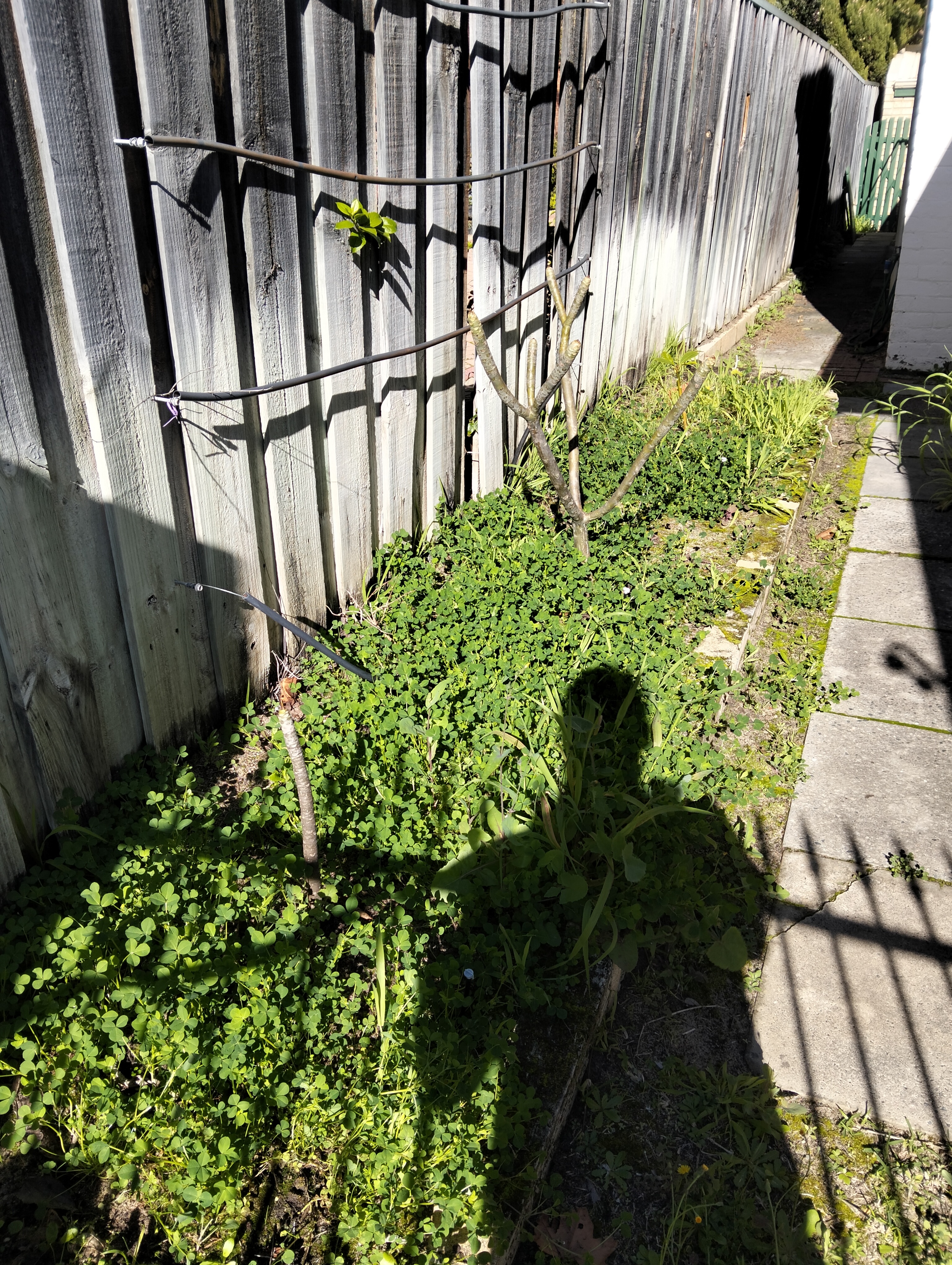 Before garden maintenance photo in Victoria Park