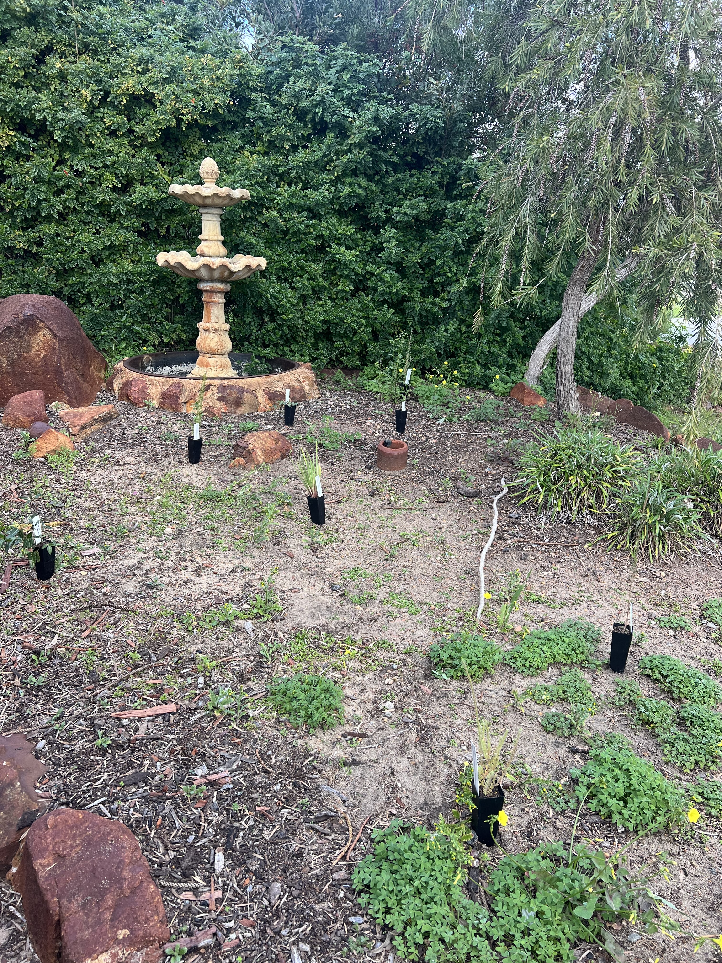 Before lawn mowing photo in Gosnells